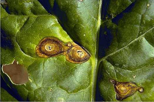 Şeker Pancarında Phoma Yaprak Lekesi