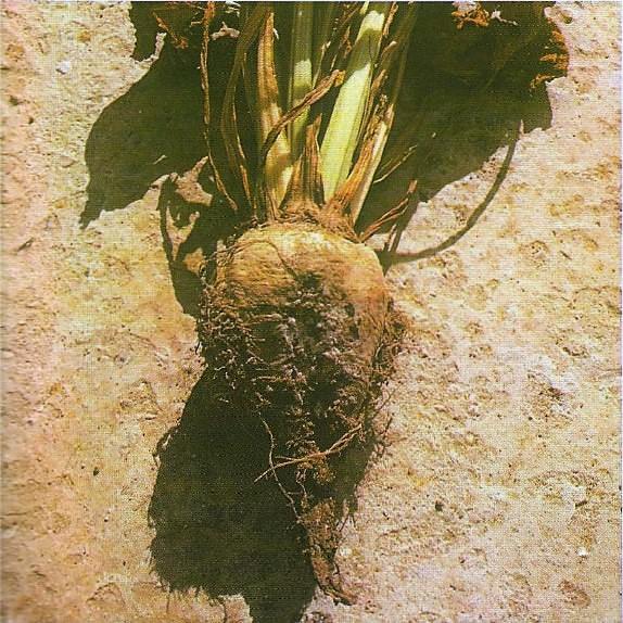 Şeker Pancarında Mor Çürüklük Hastalığı