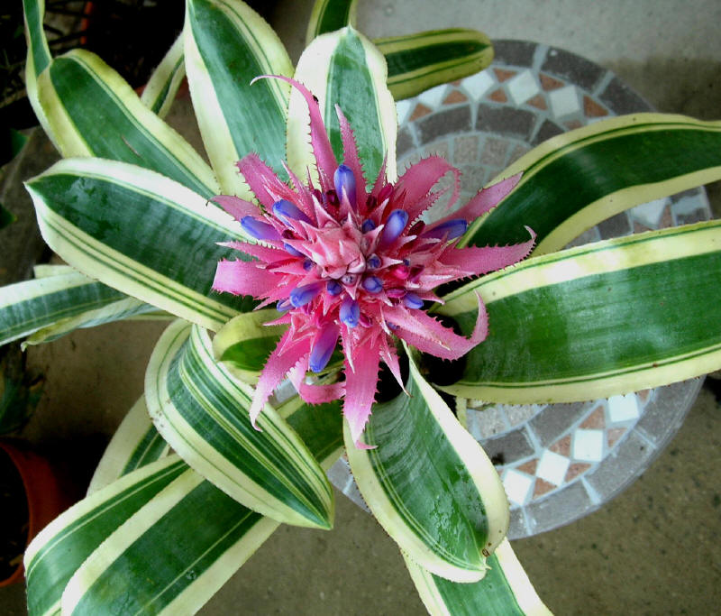 Aechmea Fasciata Çiçeği Aechmea Fasciata Çiçeği
