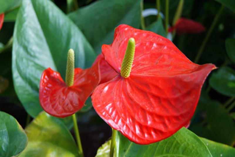 Anthurium Andreanum Çiçeği