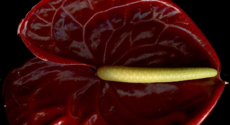 Anthurium Arizona Çiçeği