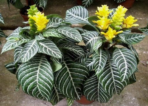 Aphelandra Squarrosa Çiçeği