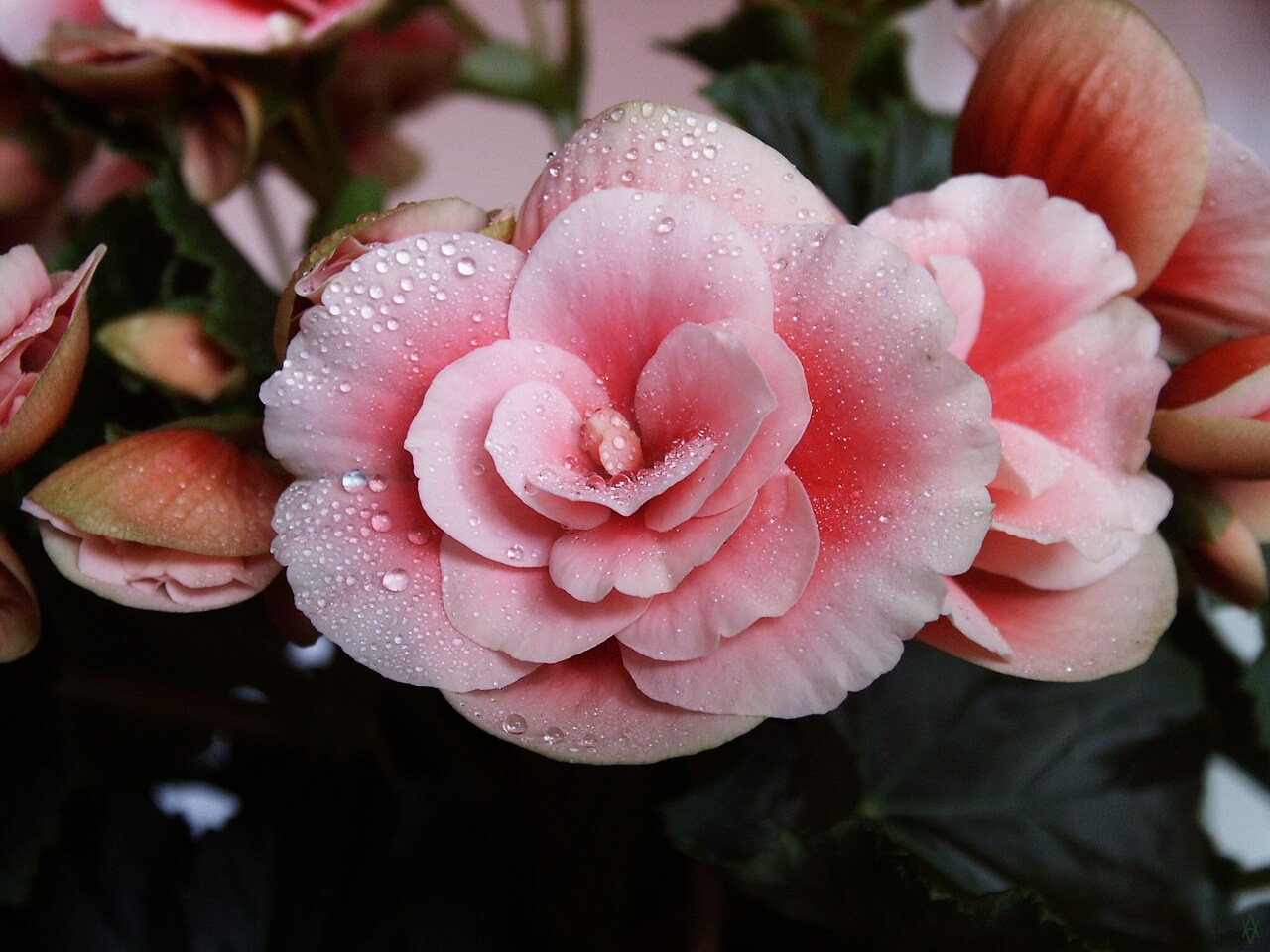 Begonia Elatior Hybrid Çiçeği
