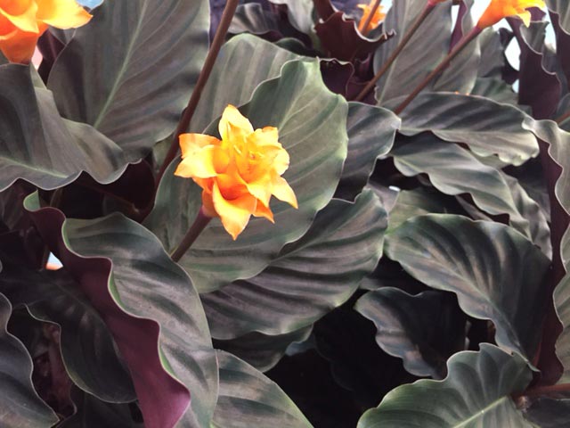 Calathea Crocata Çiçeği