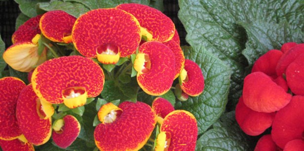 Calceolaria x Herbeohybrida Çiçeği