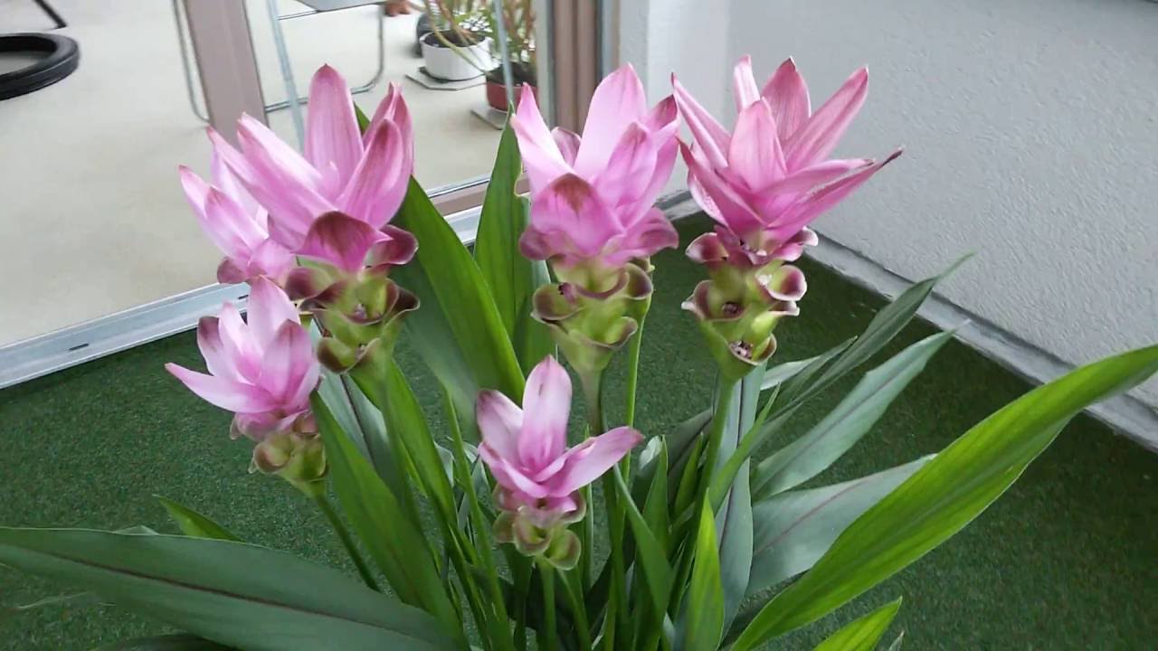 Curcuma Alismatifolia Çiçeği