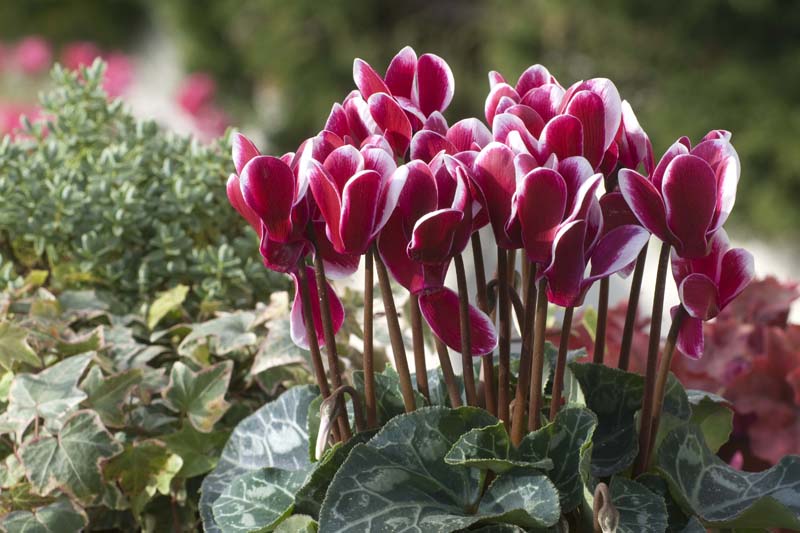 Cyclamen Çiçeği Cyclamen Çiçeği