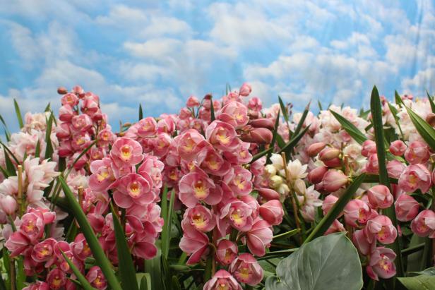 Cymbidium Çiçeği Cymbidium Çiçeği
