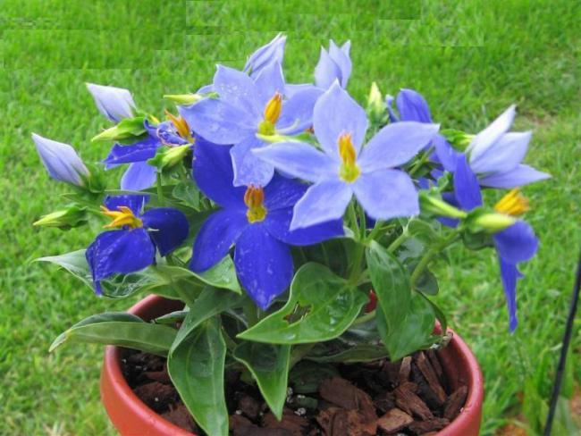 Exacum Çiçeği Nedir? Bakımı Ve Özellikleri Hakkında Bilgiler