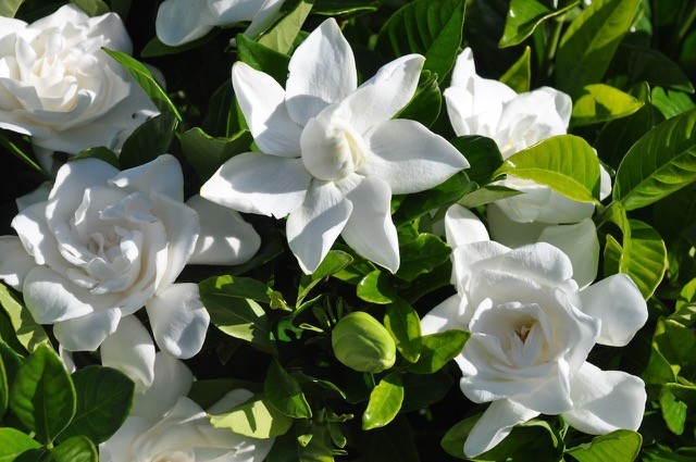 Gardenia Jasminoides Çiçeği