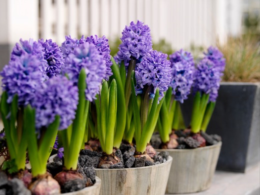 Hyacinthus Orientalis (Sümbül) Çiçeği Nedir? Bakımı Ve Özellikleri