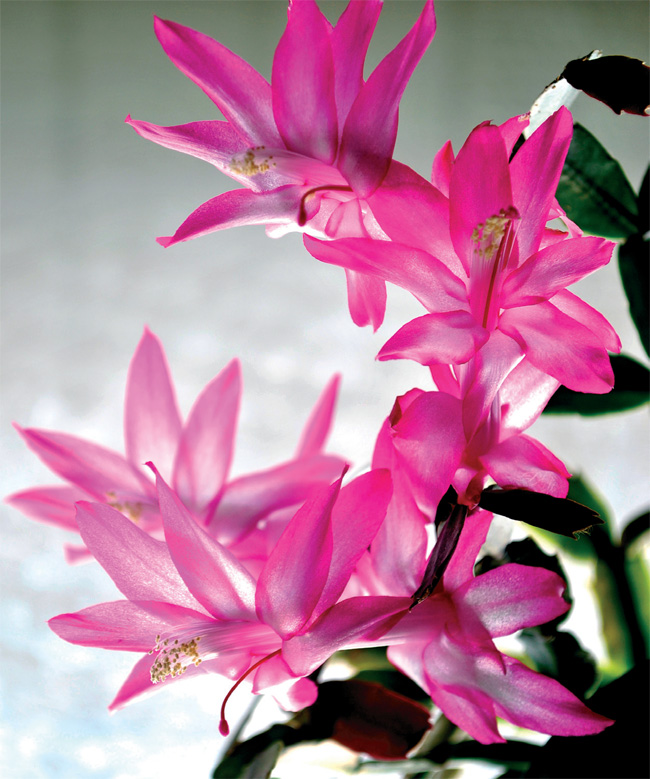 Yılbaşı çiçeği