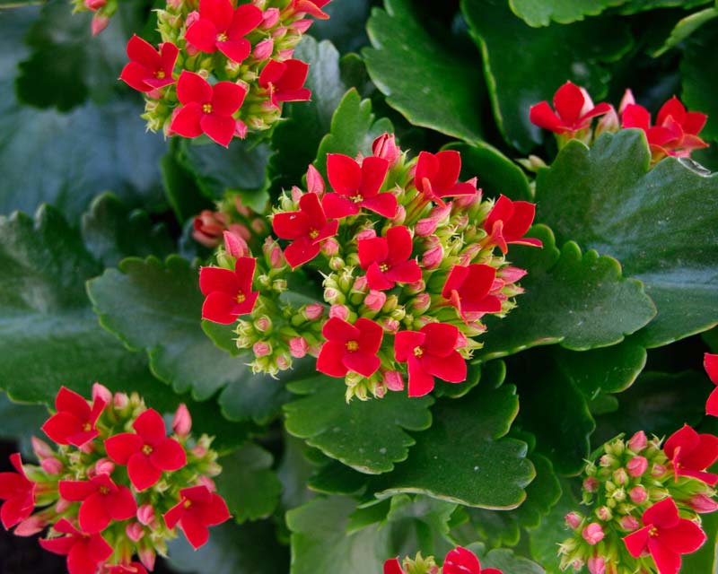 Kalanchoe Blossfeldiana Çiçeği