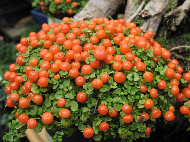 Arapsaçı (Nertera Granadensis) Çiçeği