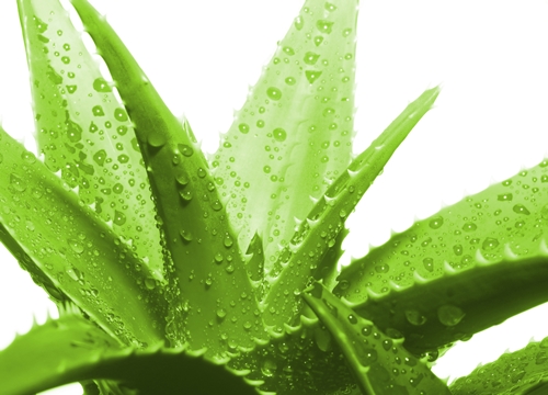 Aloevera Yağının Faydası Ve Zararı Nelerdir?