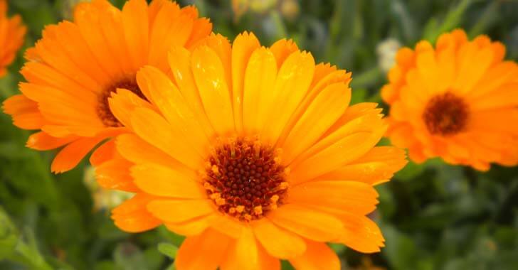 Aynısefa Yağının Faydaları Ve Zararları Nelerdir?