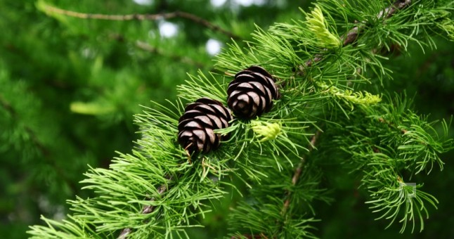 Çam Terebentin Yağının Faydaları Ve Zararları Nelerdir?