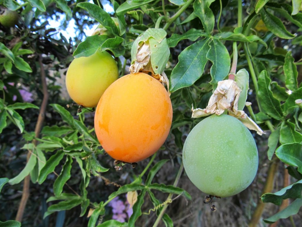 Çarkıfelek Tohumu Yağının Faydaları
