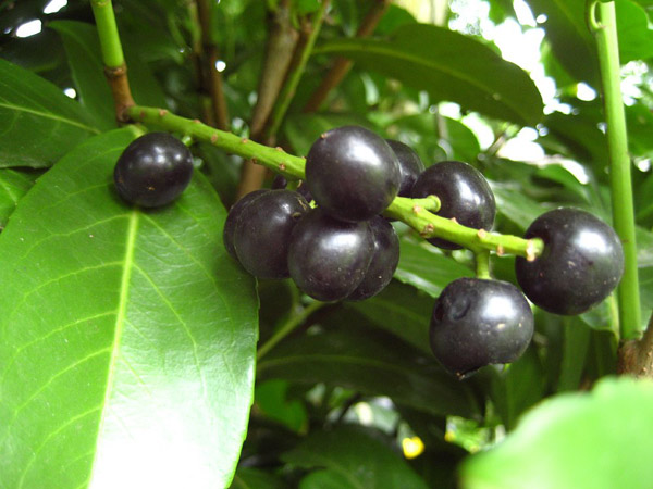 Defne Yağının Faydaları Ve Zararları Nelerdir?