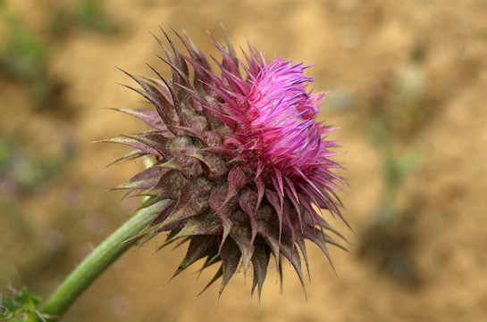 Deve Dikeni Yağının Faydaları