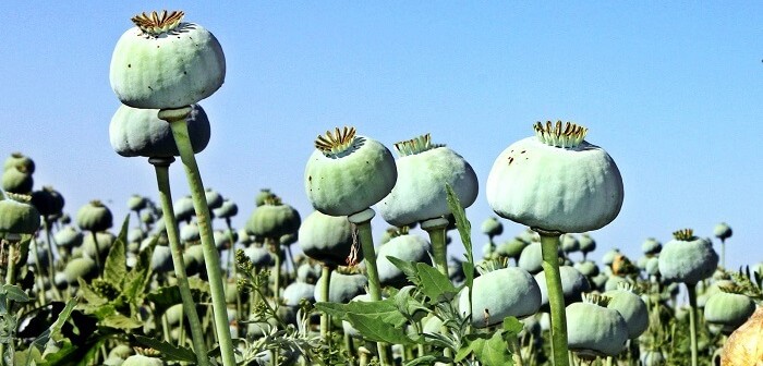 Haşhaş Yağının Faydaları Ve Zararları Nelerdir? Haşhaş Yağının Faydaları