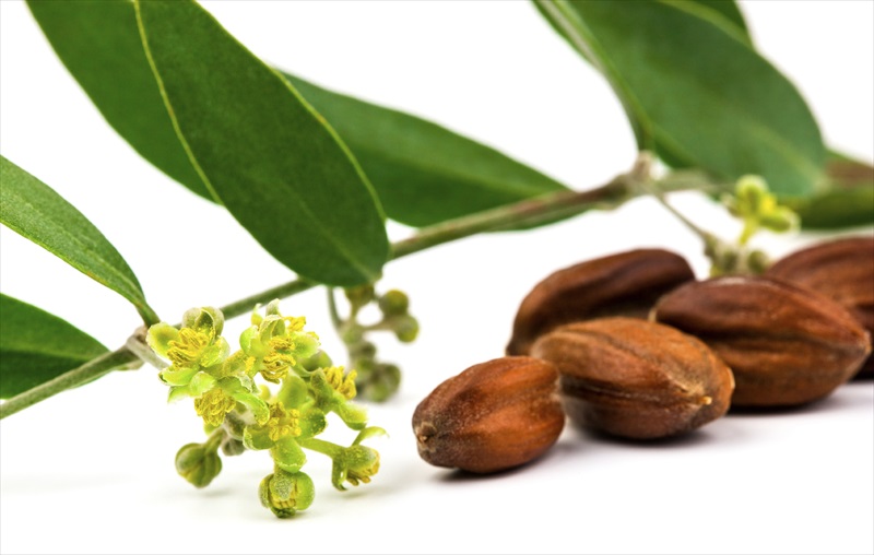 Jojoba Yağı