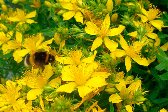 Kantaron Yağının Faydaları