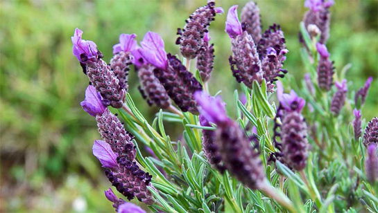 Karabaşotu Yağının Faydaları