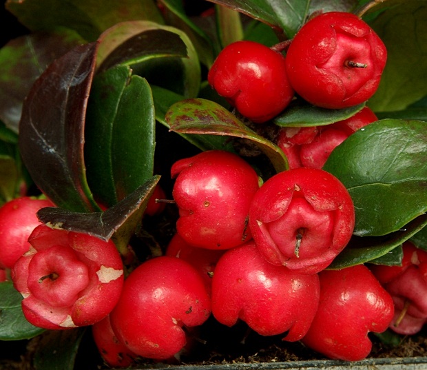 Keklik Üzümü Yağı Faydaları Ve Zararları Nelerdir?