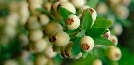 Mersin Yağının Faydaları ve Zararları