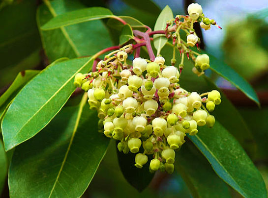 Sandal Ağacı Yağının Faydaları