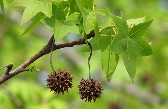 Sığla Yağının Faydaları