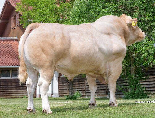  Blond D’Aquitaine Sığırı