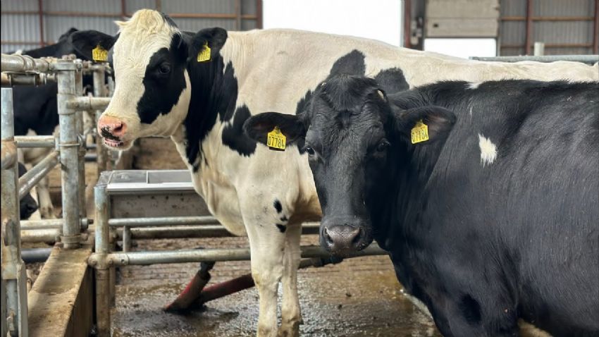 Hayvanlarda Parazitlerle Mücadele Hayvanlarda Parazitlerle Mücadele