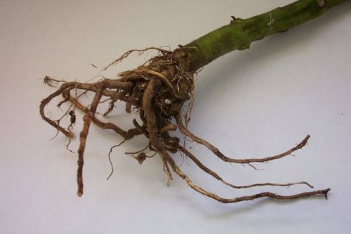 Domateste Mantarımsı Kök Çürüklüğü Hastalığı