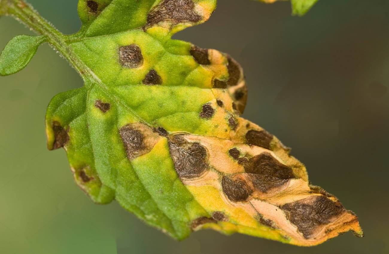 Domateste Erken Yaprak Yanıklığı Hastalığı