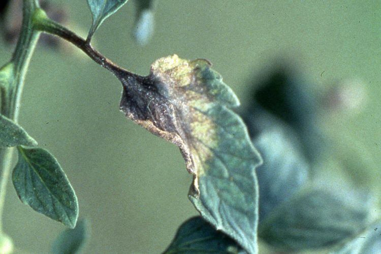 Domates Geç Yanıklık Hastalığı