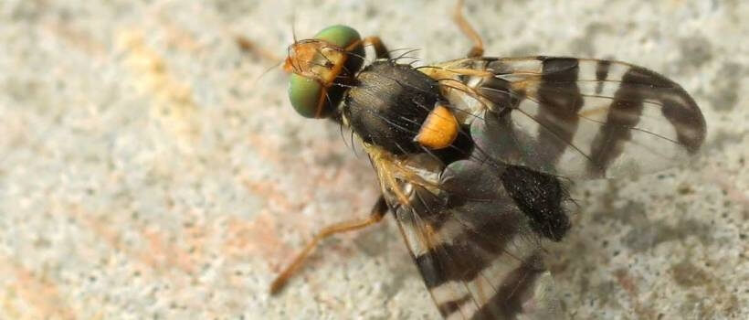 Kiraz Sineği Mücadelesi Ve İlaçlama Önerileri Nelerdir?