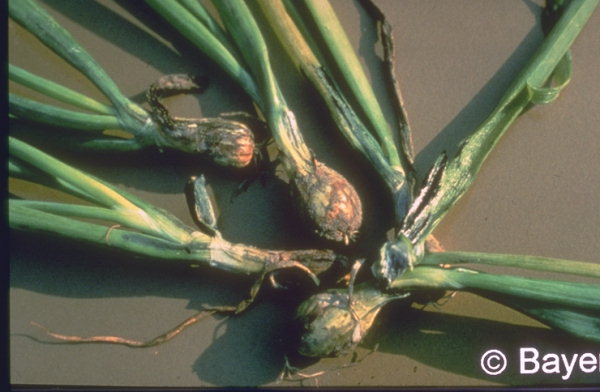 Soğan Sürmesi Hastalığı