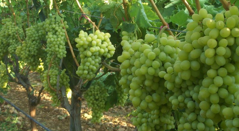 Üzümde Hormon Uygulamaları