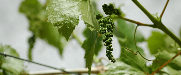 Üzümde Salkım Uzatma