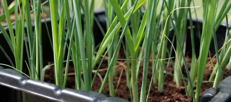 Pırasa Yetiştiriciliği