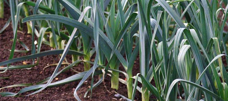 Pırasa Yetiştiriciliği