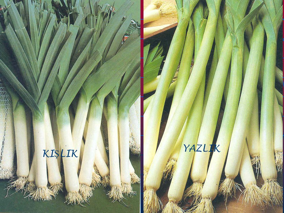 Pırasa Yetiştiriciliği