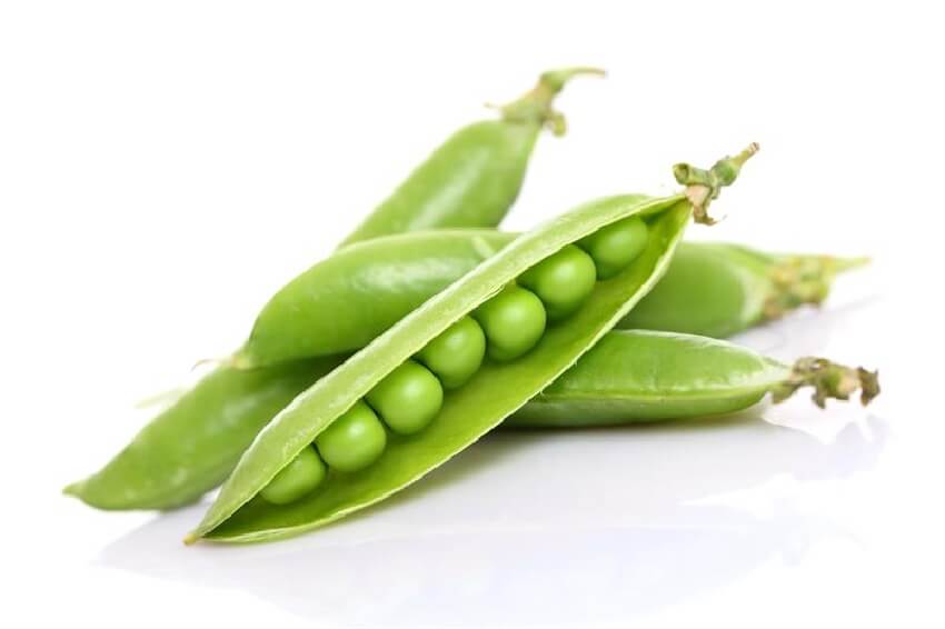 Bezelye Tarımı Nasıl Yapılır? Bezelye Tarımı Nasıl Yapılır?