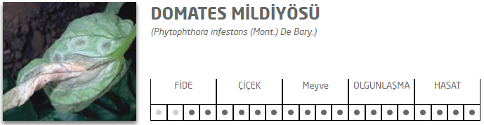 Domates Mildiyö