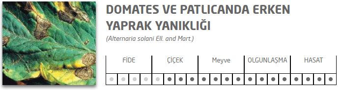 Domateste Erken Yaprak Yanıklığı Hastalığı