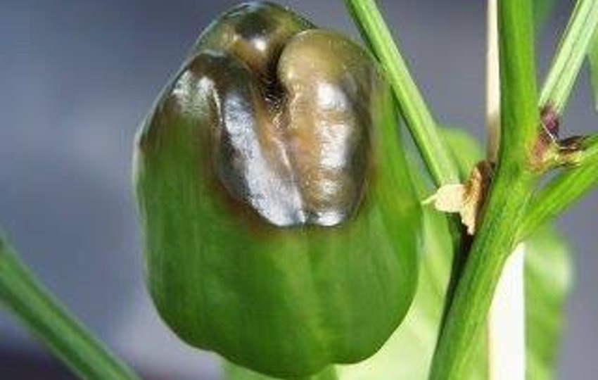 Kalsiyum Eksikliğinin Belirtileri