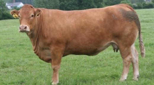 Limousin Sığırı