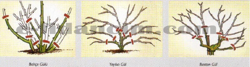 Güllerde Budama Şekilleri Nelerdir? Güllerde Budama Şekilleri